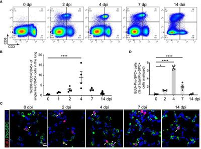 Corrigendum: CD8 T cell response and its released cytokine IFN-γ are necessary for lung alveolar epithelial repair during bacterial pneumonia
